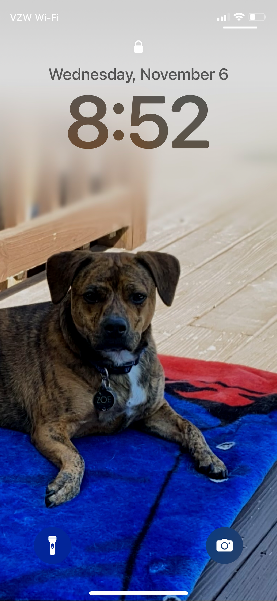 Meet Zoe — The Heart Behind Our Store 🐾