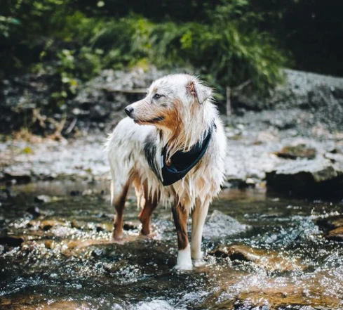 Secrets to a Healthier, Happier Pup